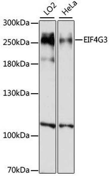 Metabolism Antibodies 1 Anti-EIF4G3 Antibody CAB14621