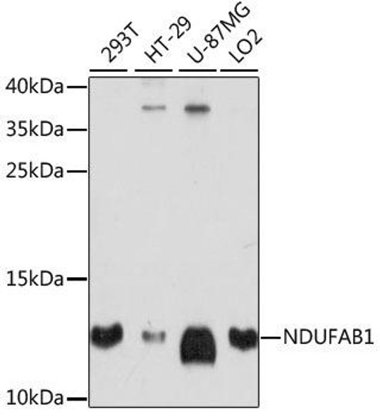 Cell Biology Antibodies 5 Anti-NDUFAB1 Antibody CAB14657