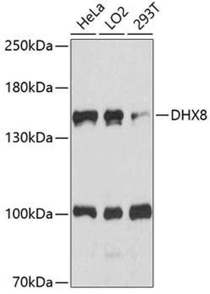 Epigenetics and Nuclear Signaling Antibodies 2 Anti-DHX8 Antibody CAB14724