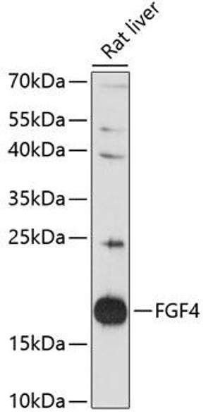 Developmental Biology Anti-FGF4 Antibody CAB14731