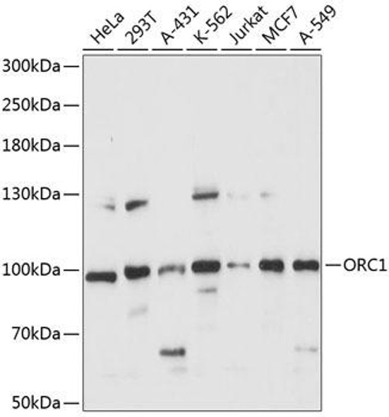 Epigenetics and Nuclear Signaling Antibodies 2 Anti-ORC1 Antibody CAB14756
