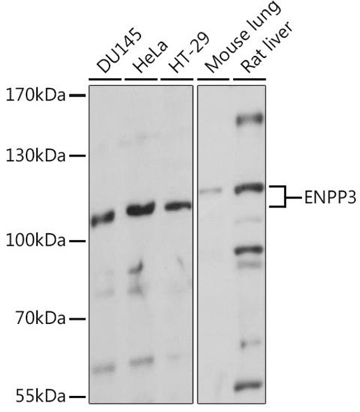 Cell Biology Antibodies 5 Anti-ENPP3 Antibody CAB14763