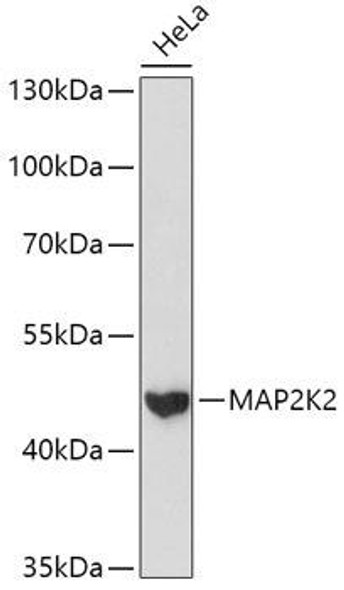 KO Validated Antibodies 1 Anti-MAP2K2 Antibody CAB14770KO Validated