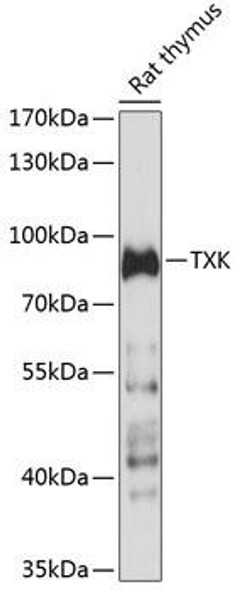 Immunology Antibodies 1 Anti-TXK Antibody CAB14792