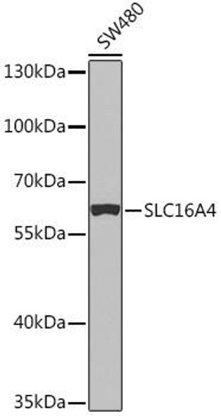 Signal Transduction Antibodies 1 Anti-SLC16A4 Antibody CAB14818
