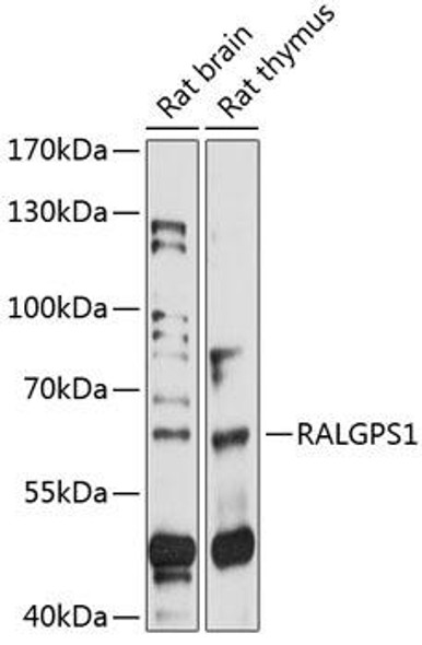 Signal Transduction Antibodies 1 Anti-RALGPS1 Antibody CAB14827