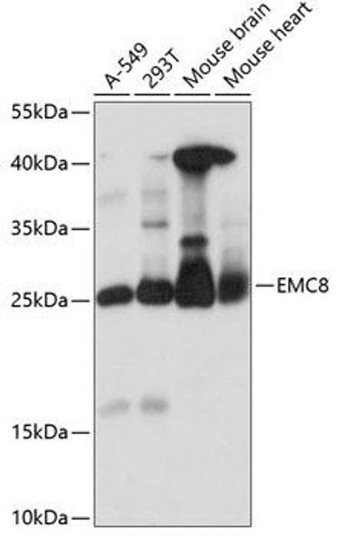 Cell Biology Antibodies 5 Anti-EMC8 Antibody CAB14838