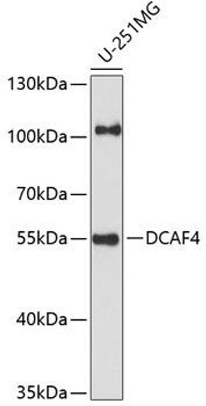 Signal Transduction Antibodies 2 Anti-DCAF4 Antibody CAB14869