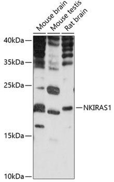 Signal Transduction Antibodies 2 Anti-NKIRAS1 Antibody CAB14878