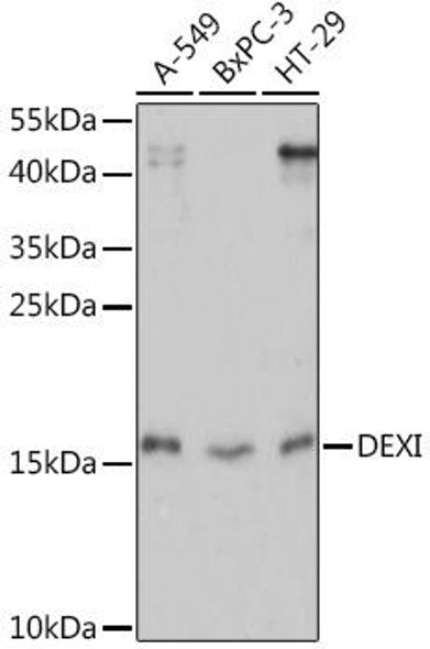 Cell Biology Antibodies 5 Anti-DEXI Antibody CAB14879
