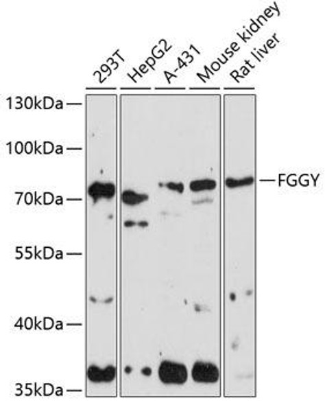 Cell Biology Antibodies 5 Anti-FGGY Antibody CAB14904