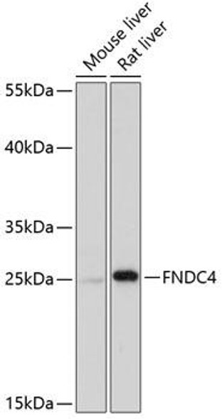 Cell Biology Antibodies 5 Anti-FNDC4 Antibody CAB14925