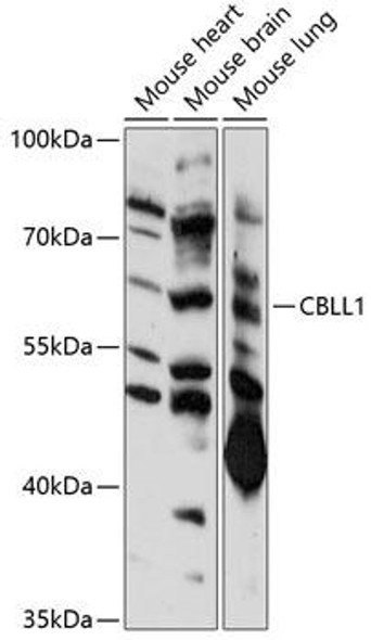 Signal Transduction Antibodies 2 Anti-CBLL1 Antibody CAB14932