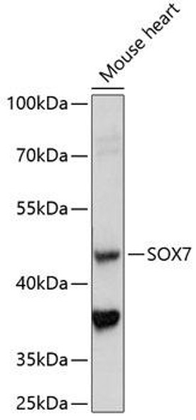 Epigenetics and Nuclear Signaling Antibodies 2 Anti-SOX7 Antibody CAB14941