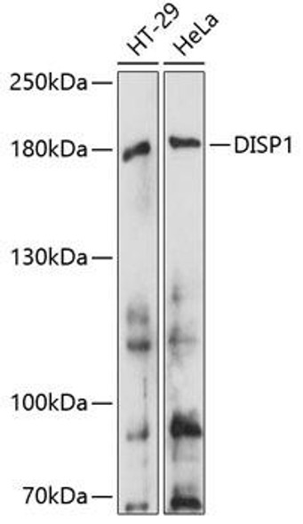 Cell Biology Antibodies 5 Anti-DISP1 Antibody CAB14946