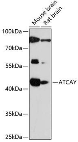 Neuroscience Anti-ATCAY Antibody CAB14947