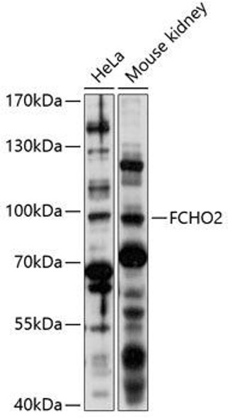 Cell Biology Antibodies 5 Anti-FCHO2 Antibody CAB14956