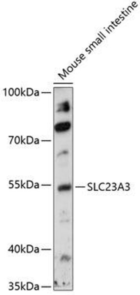 Signal Transduction Antibodies 2 Anti-SLC23A3 Antibody CAB14965