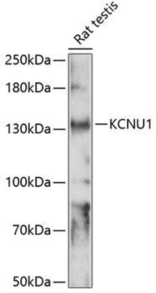 Signal Transduction Antibodies 2 Anti-KCNU1 Antibody CAB14967
