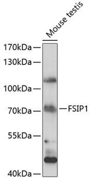 Cell Biology Antibodies 5 Anti-FSIP1 Antibody CAB14971