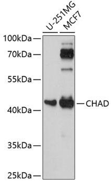 Signal Transduction Antibodies 2 Anti-CHAD Antibody CAB14985