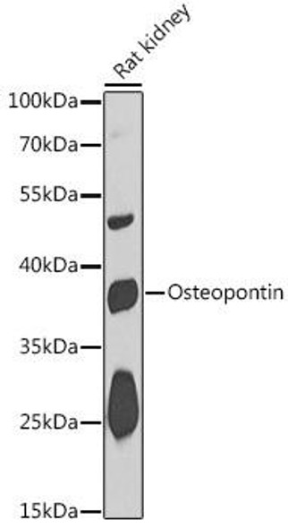 Signal Transduction Antibodies 2 Anti-Osteopontin Antibody CAB1499