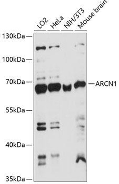 Cell Biology Antibodies 5 Anti-ARCN1 Antibody CAB14993