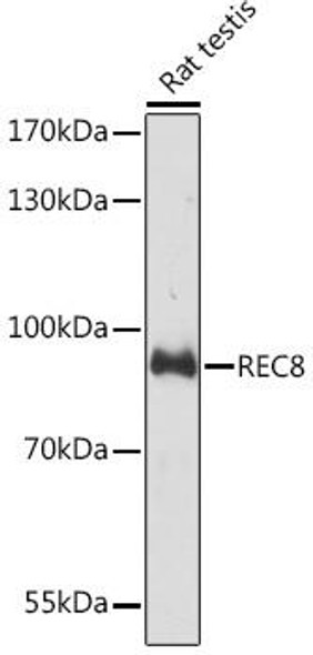 Cell Biology Antibodies 16 Anti-REC8 Antibody CAB15002