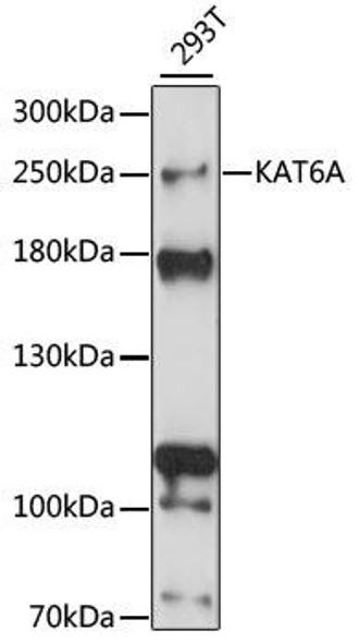 Epigenetics and Nuclear Signaling Antibodies 2 Anti-KAT6A Antibody CAB15006