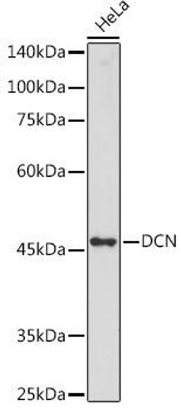 Cell Biology Antibodies 5 Anti-DCN Antibody CAB15048