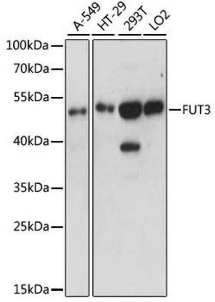 Cell Biology Antibodies 5 Anti-FUT3 Antibody CAB15058