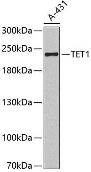 Epigenetics and Nuclear Signaling Antibodies 2 Anti-TET1 Antibody CAB1506