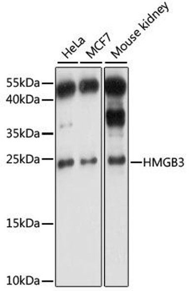 Immunology Antibodies 1 Anti-HMGB3 Antibody CAB15064