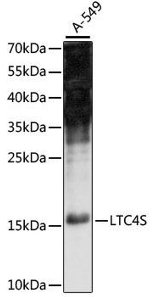 Metabolism Antibodies 1 Anti-LTC4S Antibody CAB15071