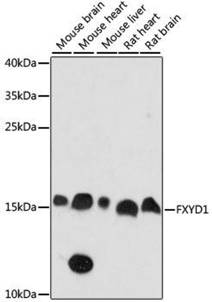 Signal Transduction Antibodies 2 Anti-FXYD1 Antibody CAB15082