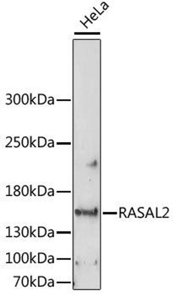 Cell Biology Antibodies 5 Anti-RASAL2 Antibody CAB15120