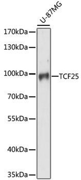 Epigenetics and Nuclear Signaling Antibodies 2 Anti-TCF25 Antibody CAB15140