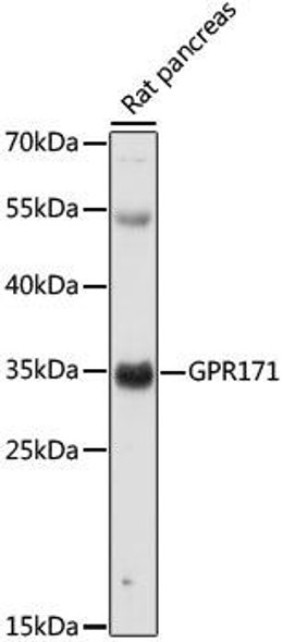 Cell Biology Antibodies 5 Anti-GPR171 Antibody CAB15154