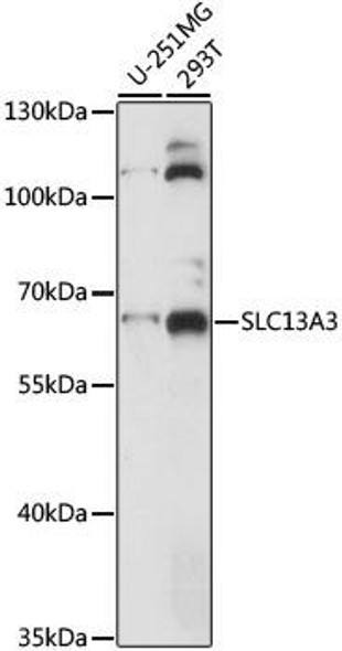 Signal Transduction Antibodies 2 Anti-SLC13A3 Antibody CAB15183