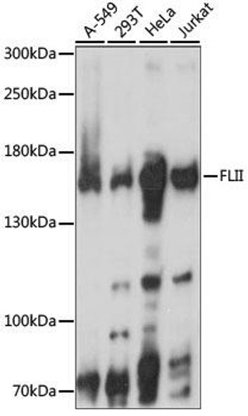 Epigenetics and Nuclear Signaling Antibodies 2 Anti-FLII Antibody CAB15273