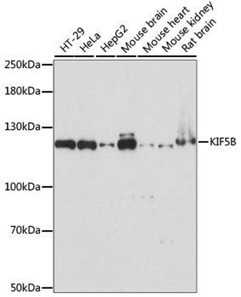 Cell Biology Antibodies 5 Anti-KIF5B Antibody CAB15284