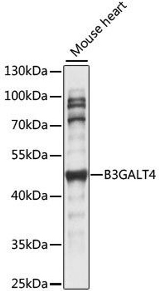 Signal Transduction Antibodies 2 Anti-B3GALT4 Antibody CAB15341