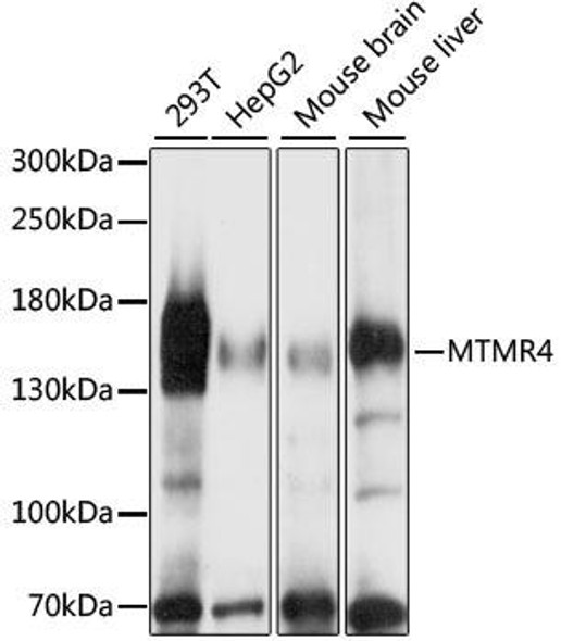 Cell Biology Antibodies 6 Anti-MTMR4 Antibody CAB15349