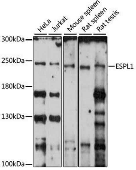 Epigenetics and Nuclear Signaling Antibodies 2 Anti-ESPL1 Antibody CAB15366