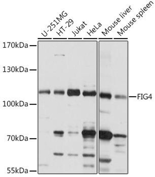 Cell Biology Antibodies 6 Anti-FIG4 Antibody CAB15372