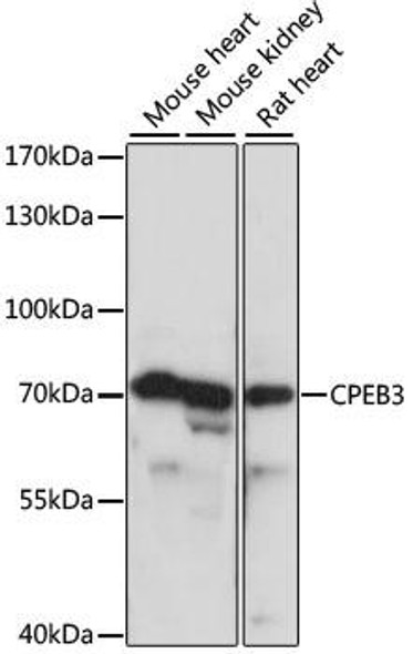 Signal Transduction Antibodies 2 Anti-CPEB3 Antibody CAB15402