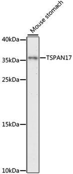 Cell Biology Antibodies 6 Anti-TSPAN17 Antibody CAB15423