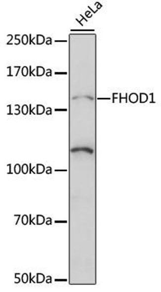 Cell Biology Antibodies 6 Anti-FHOD1 Antibody CAB15438