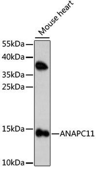 Cell Cycle Antibodies 1 Anti-ANAPC11 Antibody CAB15449