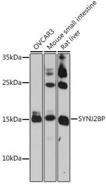 Signal Transduction Antibodies 2 Anti-SYNJ2BP Antibody CAB15469